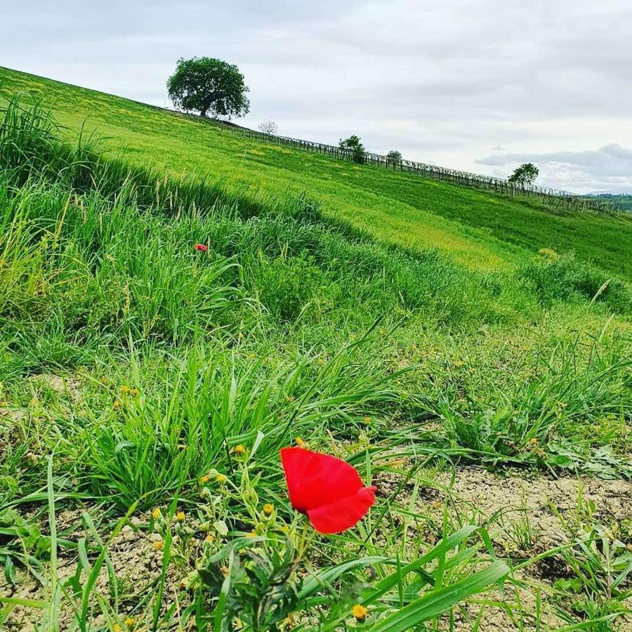 B&B Gli Amici Del Tubarello Roseto Degli Abruzzi Eksteriør billede