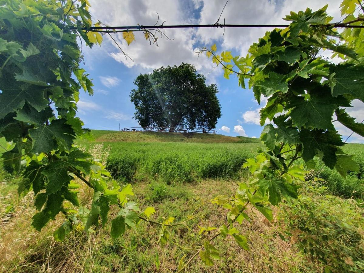 B&B Gli Amici Del Tubarello Roseto Degli Abruzzi Eksteriør billede