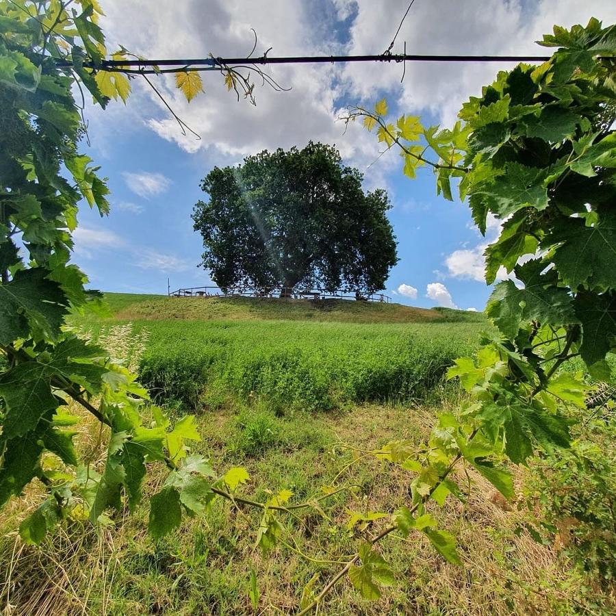 B&B Gli Amici Del Tubarello Roseto Degli Abruzzi Eksteriør billede