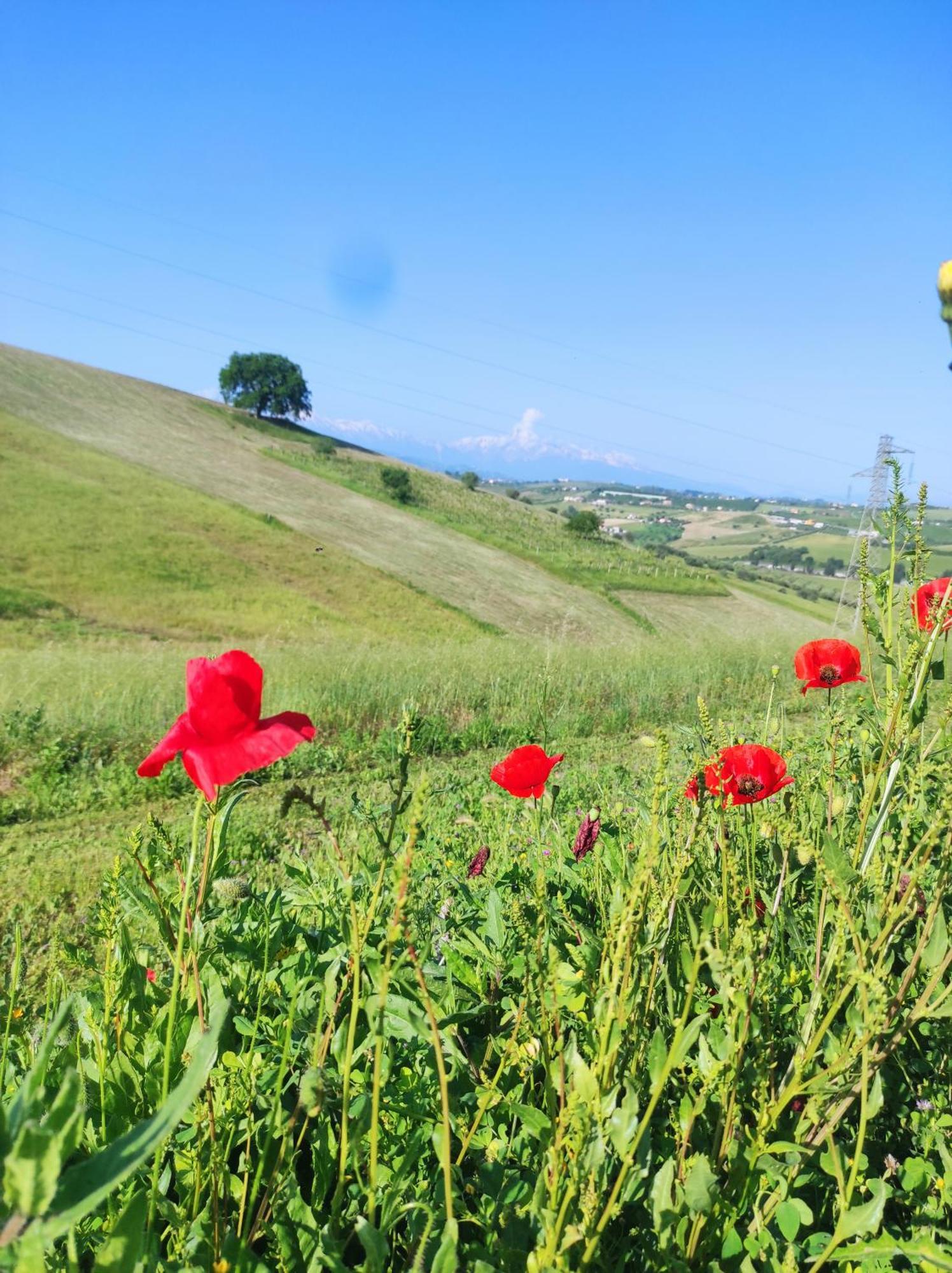 B&B Gli Amici Del Tubarello Roseto Degli Abruzzi Eksteriør billede