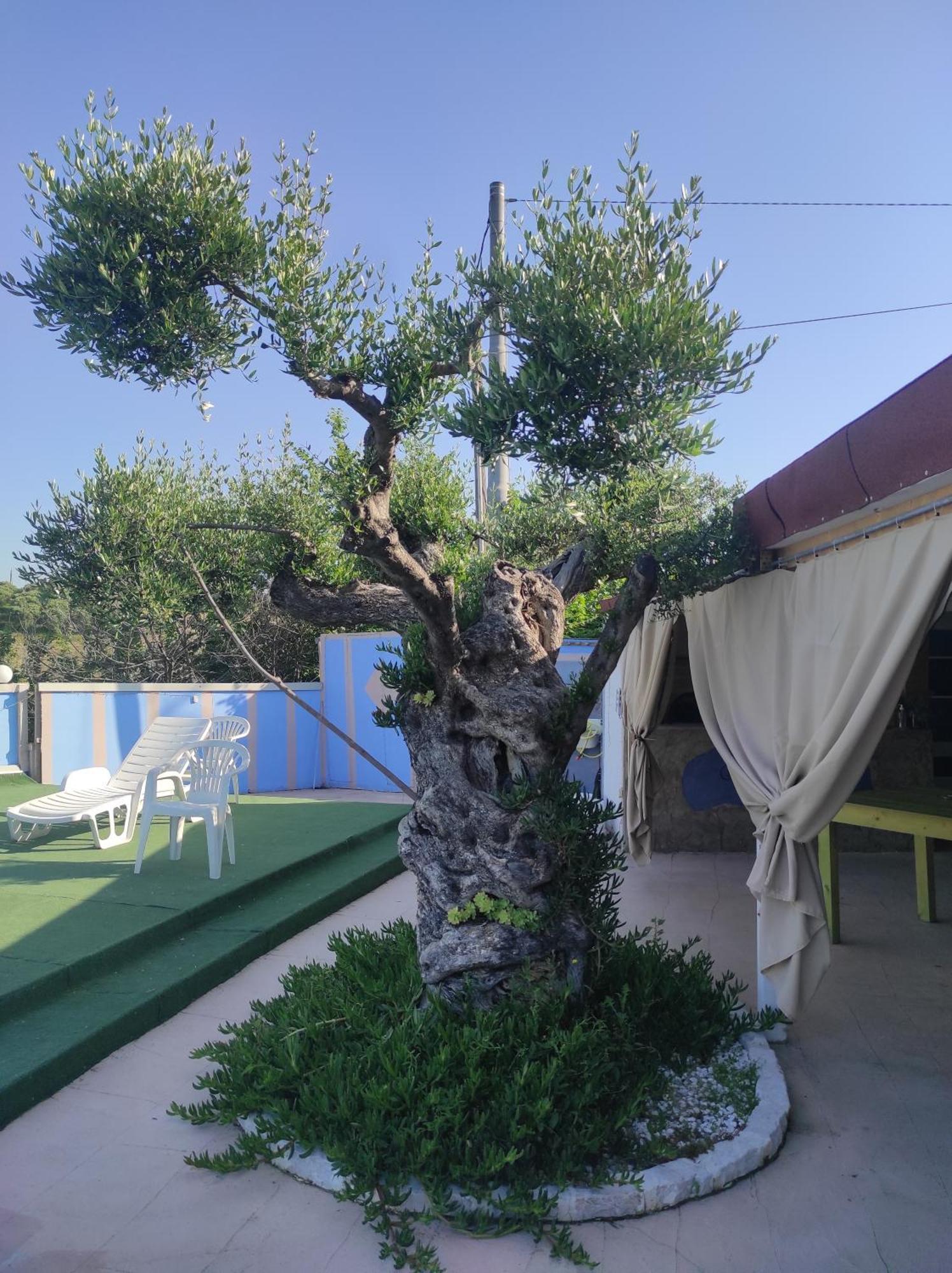 B&B Gli Amici Del Tubarello Roseto Degli Abruzzi Eksteriør billede