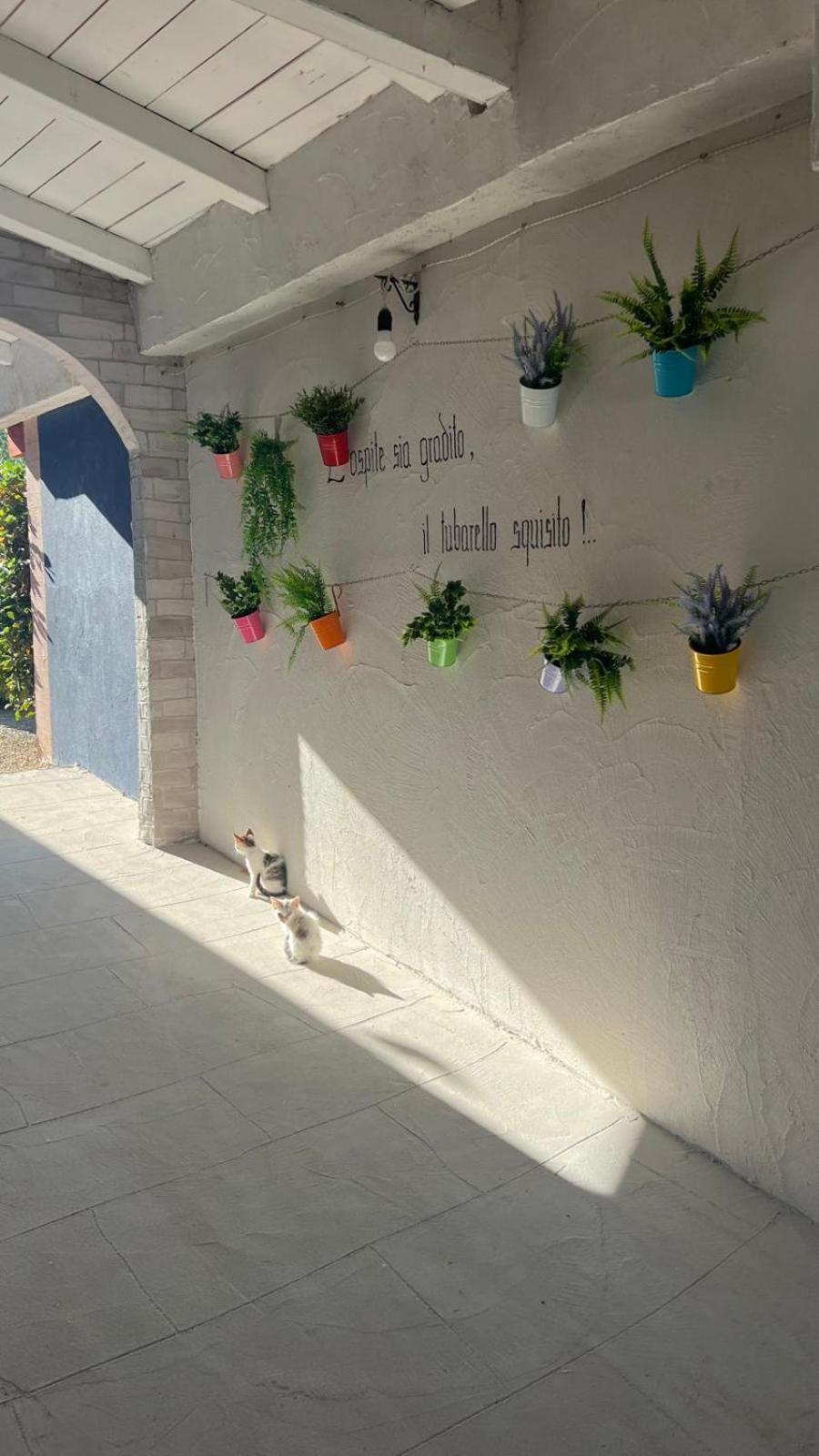 B&B Gli Amici Del Tubarello Roseto Degli Abruzzi Eksteriør billede