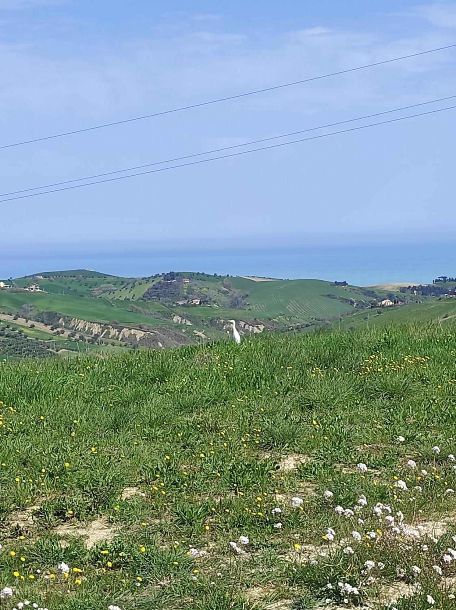 B&B Gli Amici Del Tubarello Roseto Degli Abruzzi Eksteriør billede
